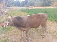 ثور, Swiss cattle — الصورة 1