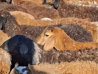 ناقة, الجمال — الصورة 4