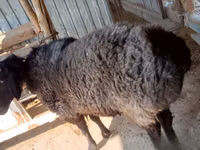 Widder, Schafe — Foto 2
