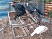 Turkeys — foto 2