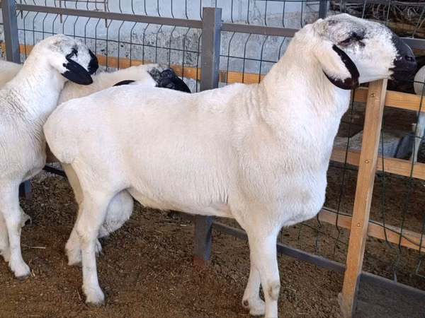 كبش, Rhon sheep