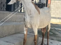 母山羊, Beetal goats — 照片 3