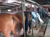 Caballos (lote, sexo no especificado), Caballos — foto 2