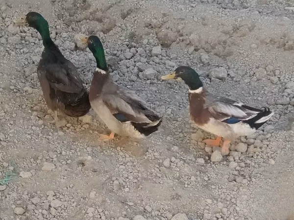 Өрдөктөр