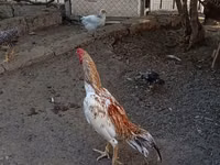 Chickens — 照片 6