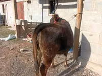 Kuh, Swiss cattle — Foto 2