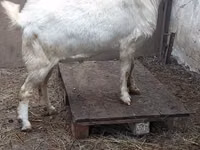 تيس, Nubian Goat — الصورة 4