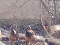 Chickens — 4-сурет