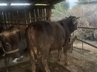 Buqa, Swiss cattle — 2-rasm