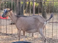 Echki, Alpine goat — 1-rasm