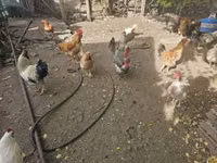 Chickens — الصورة 7