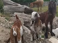 Ziegenbock, Nubian Goat — Foto 1