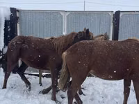 Horse (M), Horse breed — photo 2