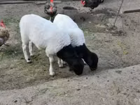 Qoʻchqor, Dorper sheep — 2-rasm