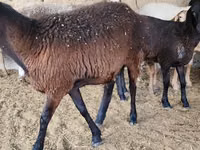 Қой, Arashan sheep — 3-сурет