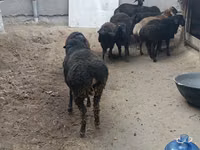 كبش, الأغنام — الصورة 5