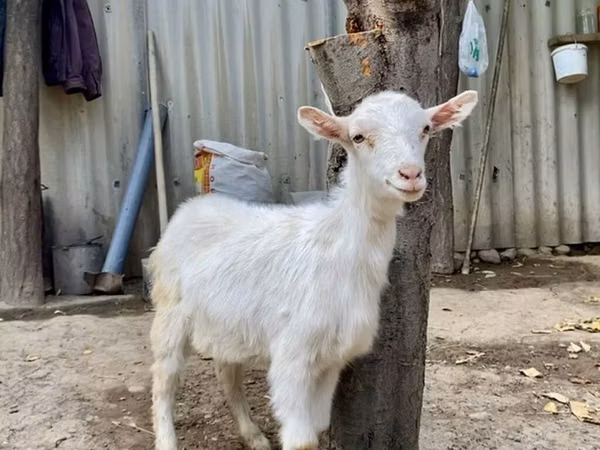 Ziegenbock, Saanen goat — Kirgisistan