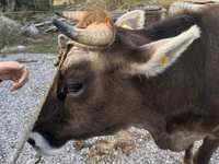 Kuh, Swiss cattle — Foto 4