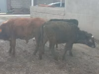 Bulle, Kasachische Weißkopfkuh — Foto 4