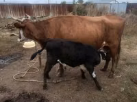 गाय, Latvian Blue cattle — फ़ोटो 2