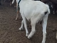 母山羊, Alpine goat — 照片 3