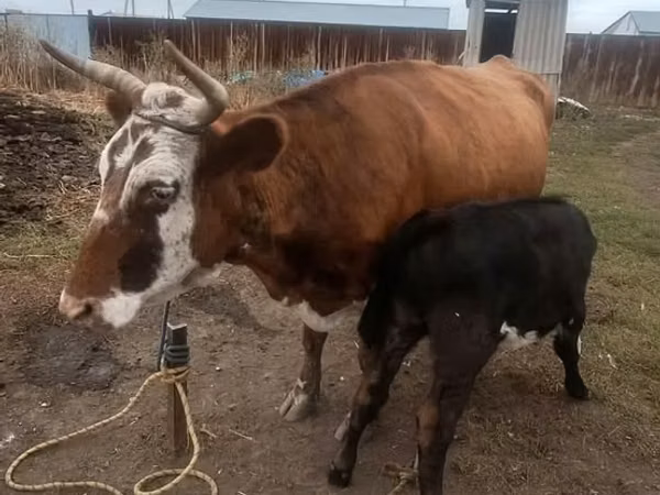 गाय, Latvian Blue cattle — कज़ाखस्तान