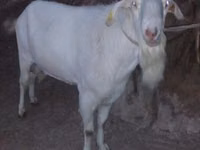 Cabro, Saanen goat — foto 1