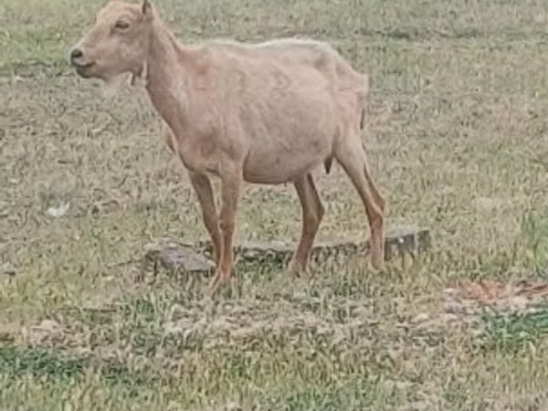 تيس, Alpine goat