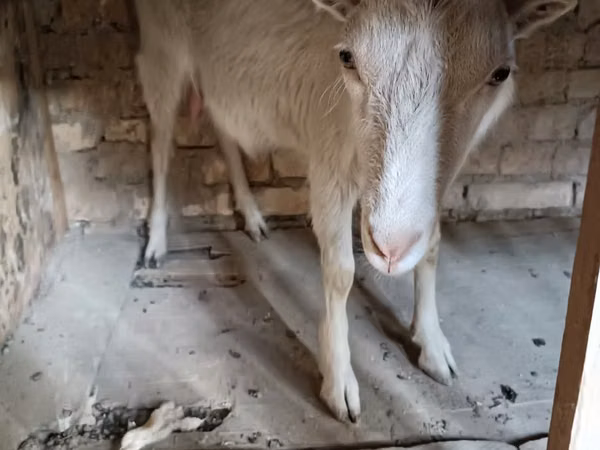 Ziege, Saanen goat