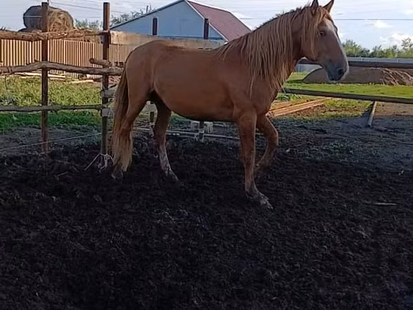 Hengst, Kushum Horse