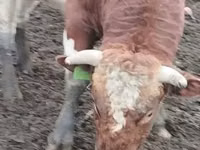 Bull, Simmental cattle — photo 4