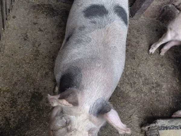 Urgʻochi choʻchqa, Choʻchqalar