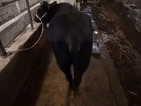 Vaca, Ganado vacuno — foto 4