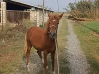 母马, Horses — 照片 6