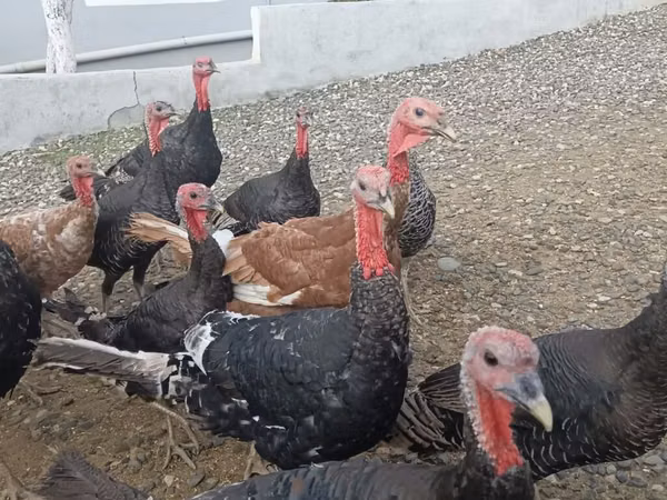 Turkeys