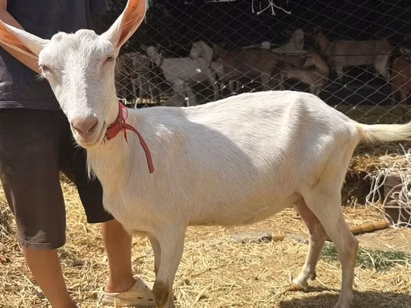 Ешкі, Saanen goat