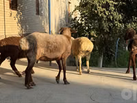 Qoʻy, Qoʻylar — 7-rasm