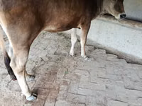 Vaca, Raza Jersey — foto 1