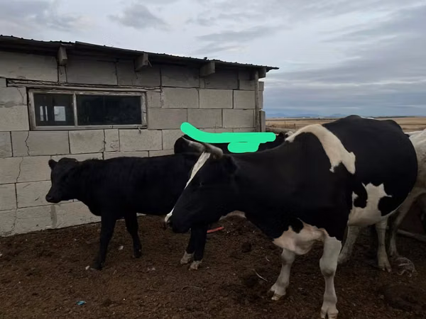 गाय, Russian Black pied cattle — कज़ाखस्तान