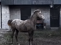 Ат, Аттар — сүрөт 1