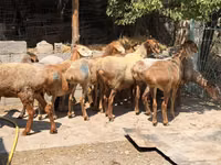 Schaf, Baerchuke sheep — Foto 2