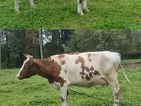 Vaca, Simmental cattle — foto 4