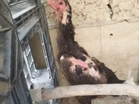 Chickens — الصورة 1