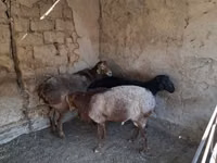 كبش, الأغنام — الصورة 1