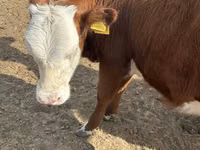 公牛, Kazakh White-headed cow — 照片 5
