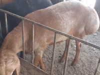 Widder, Rhon sheep — Foto 1