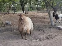 Oveja, Racka sheep — foto 4
