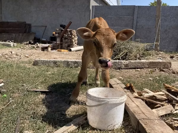 公牛, Swiss cattle — 吉尔吉斯斯坦