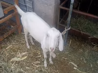 Ziegenbock, Ziegen — Foto 1