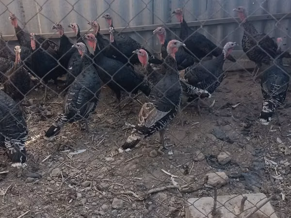 Turkeys — Kirgisistan